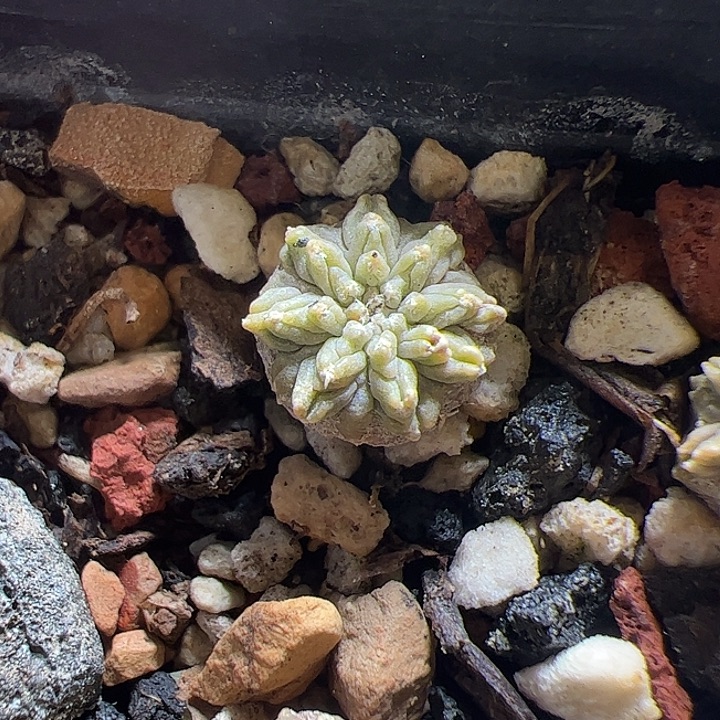 私***欲花笼实生所见所得哈哈哈哈