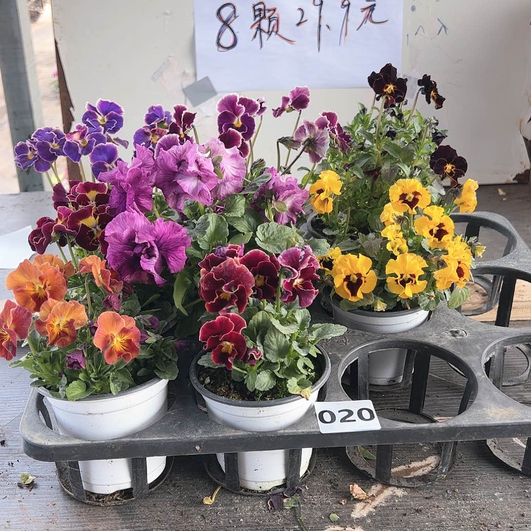 【闪购商品】020号
