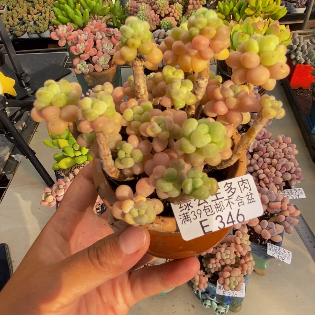 346花朵鱼子酱多肉7c m