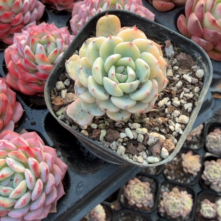 蓝姬莲锦两颗。                    