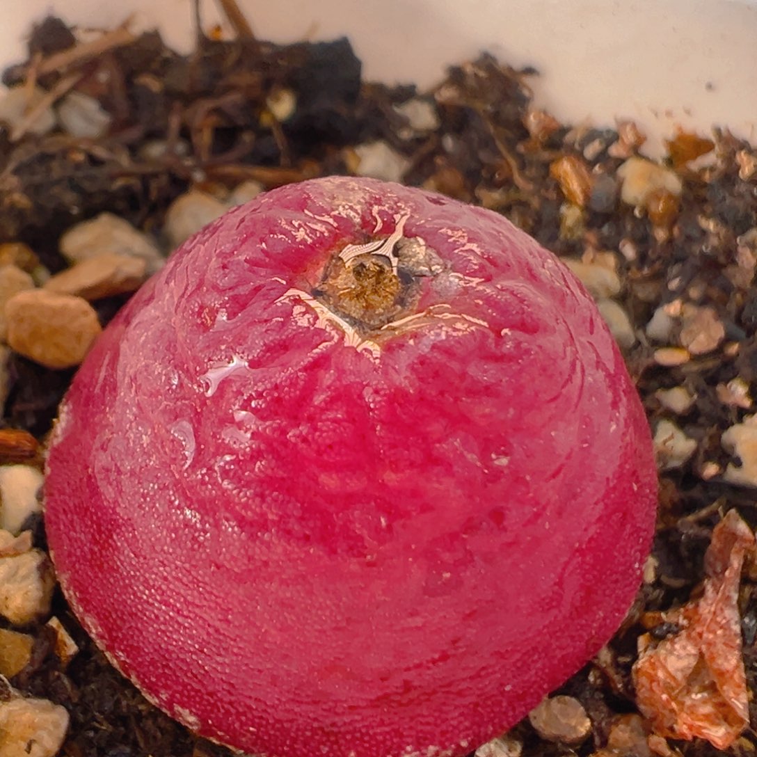 38多肉植物百科知识