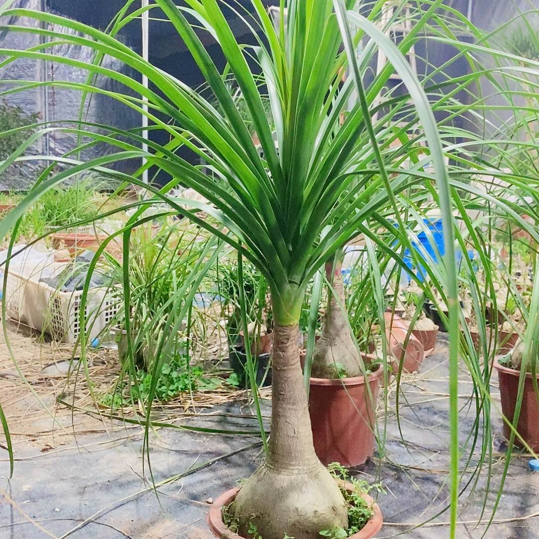 ~***~无花朵单头酒瓶兰