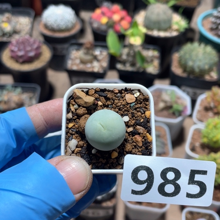 985鸽子蛋肉椎植物