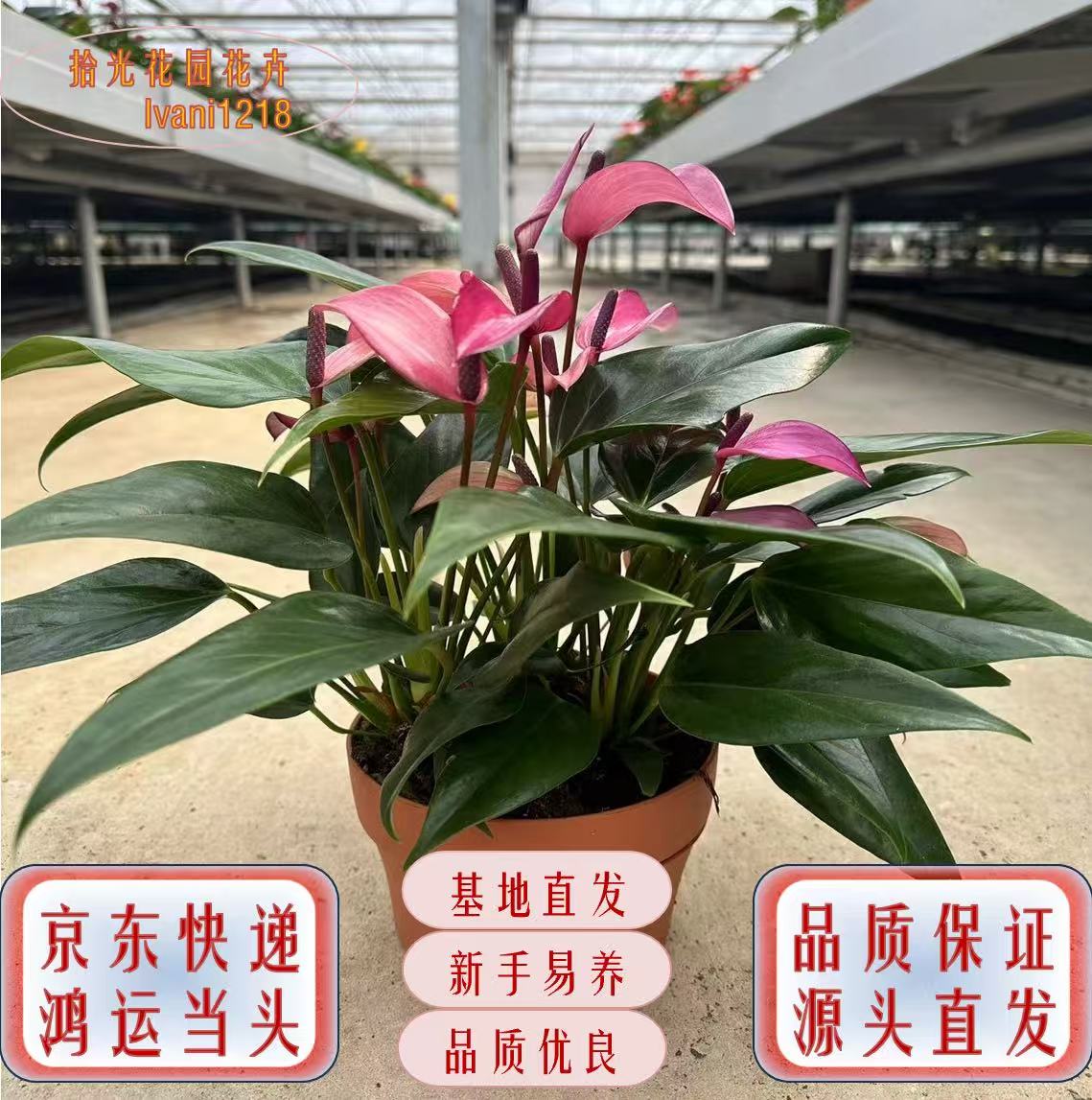 紫掌齐祖桌面懒人吸水盆鸿运当头四季开花10-20朵花