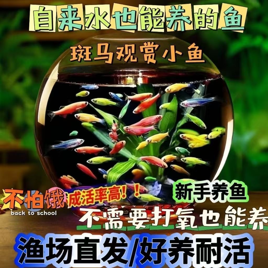 七彩糖果斑马鱼+天使鱼小型热带观赏鱼新手好养耐活淡水鱼