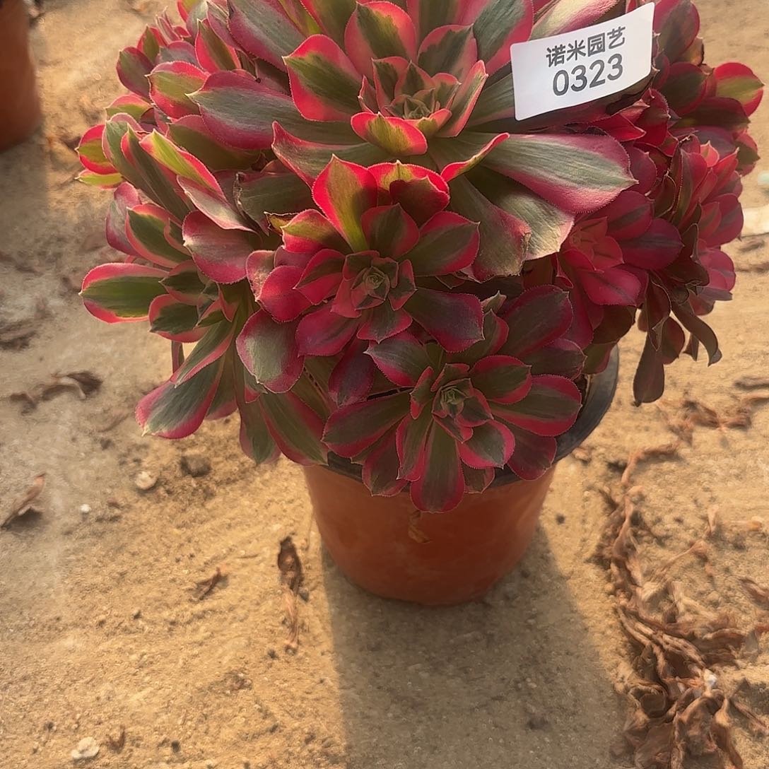 七彩石手捧多肉植物323