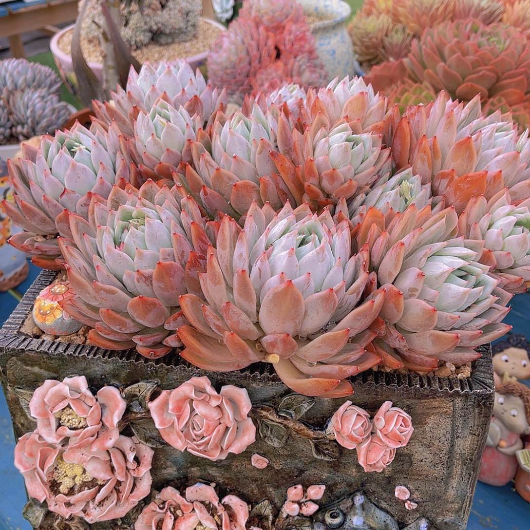 海*多肉蓝火焰海姐不带盆