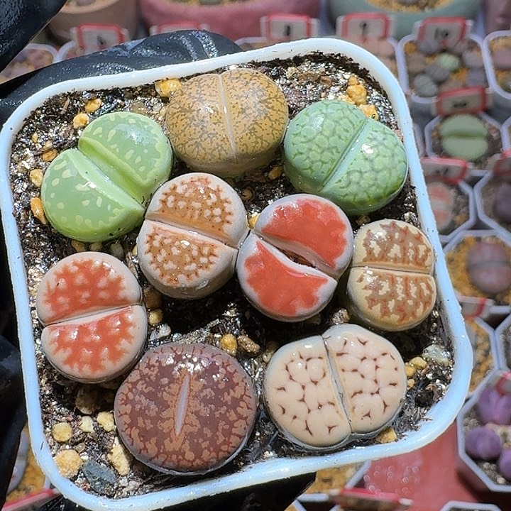 生石花3:：。在。 108号