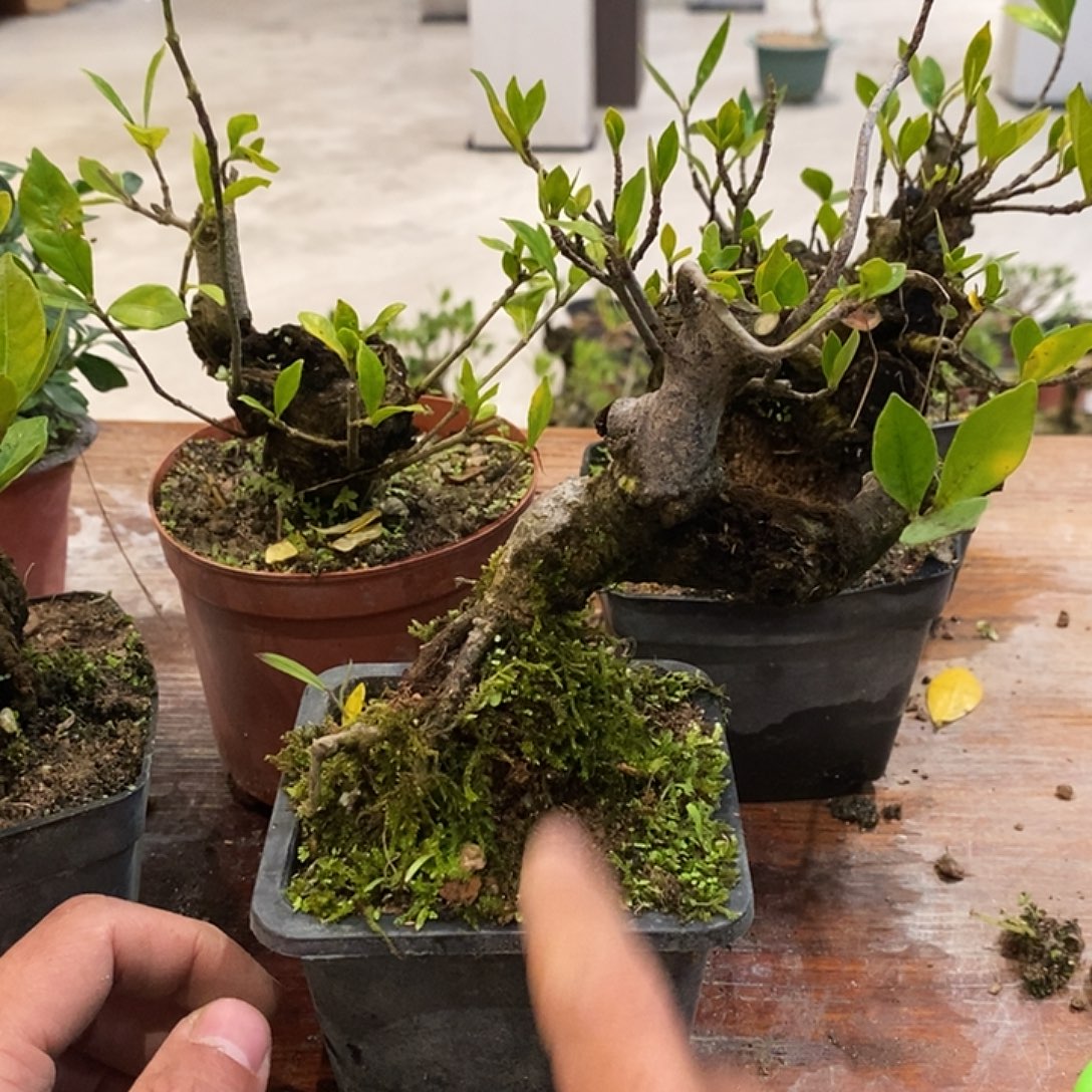 骑***主完全开放海岛栀子花111