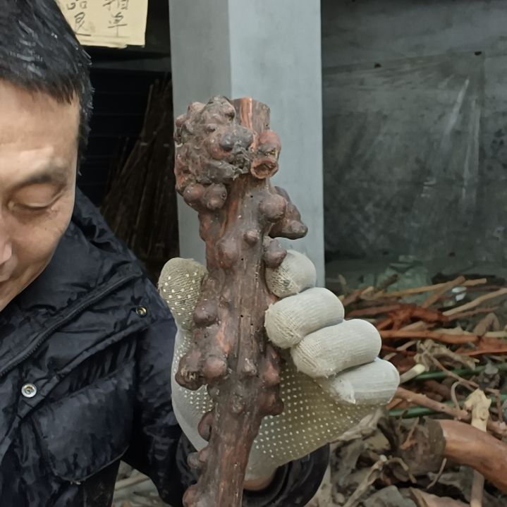 稳定木?****W贵州檬子木   铁马鞭   根艺  半成品