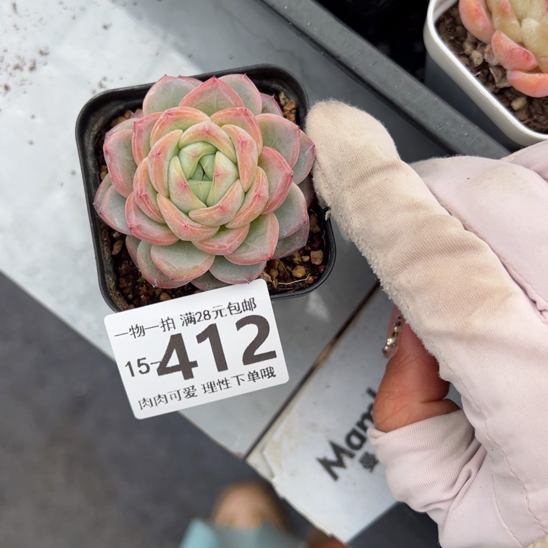 星星珍妮多肉多肉多肉