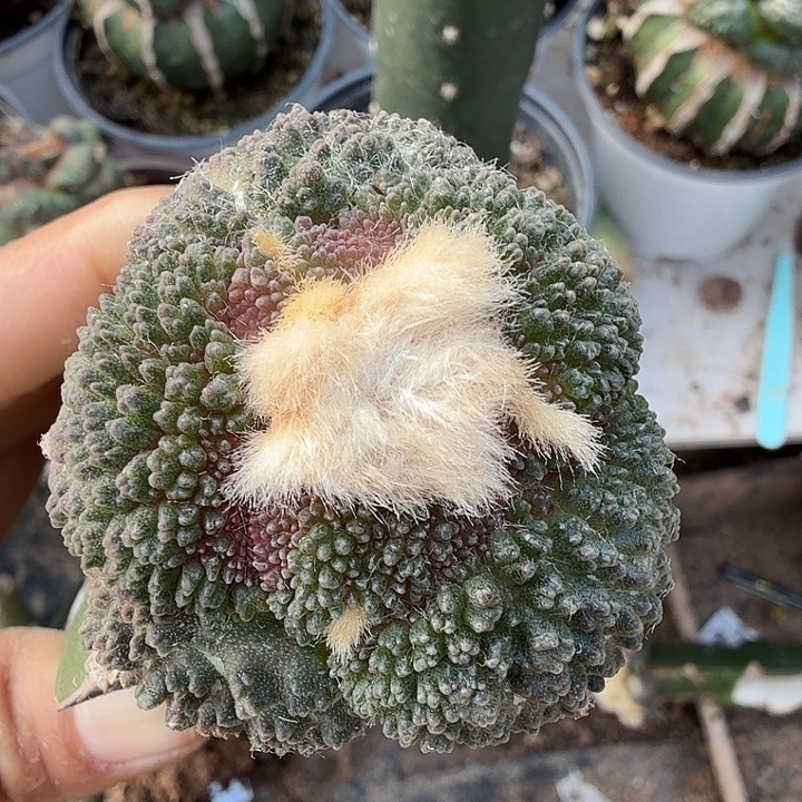 无花朵849哥斯拉牡丹