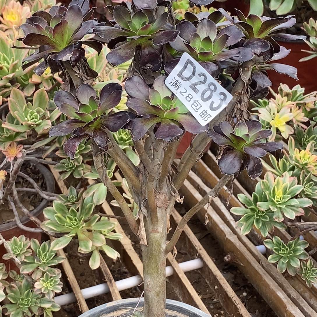 283 多肉植物不包断枝