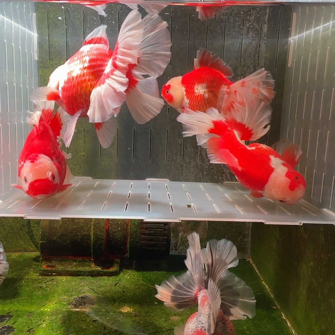 金鱼百褶泰师压成3