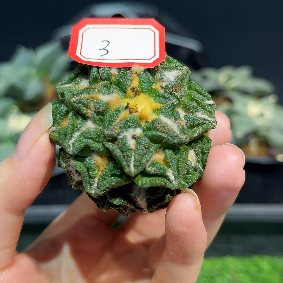 3号自根辛盾牡丹萝卜根