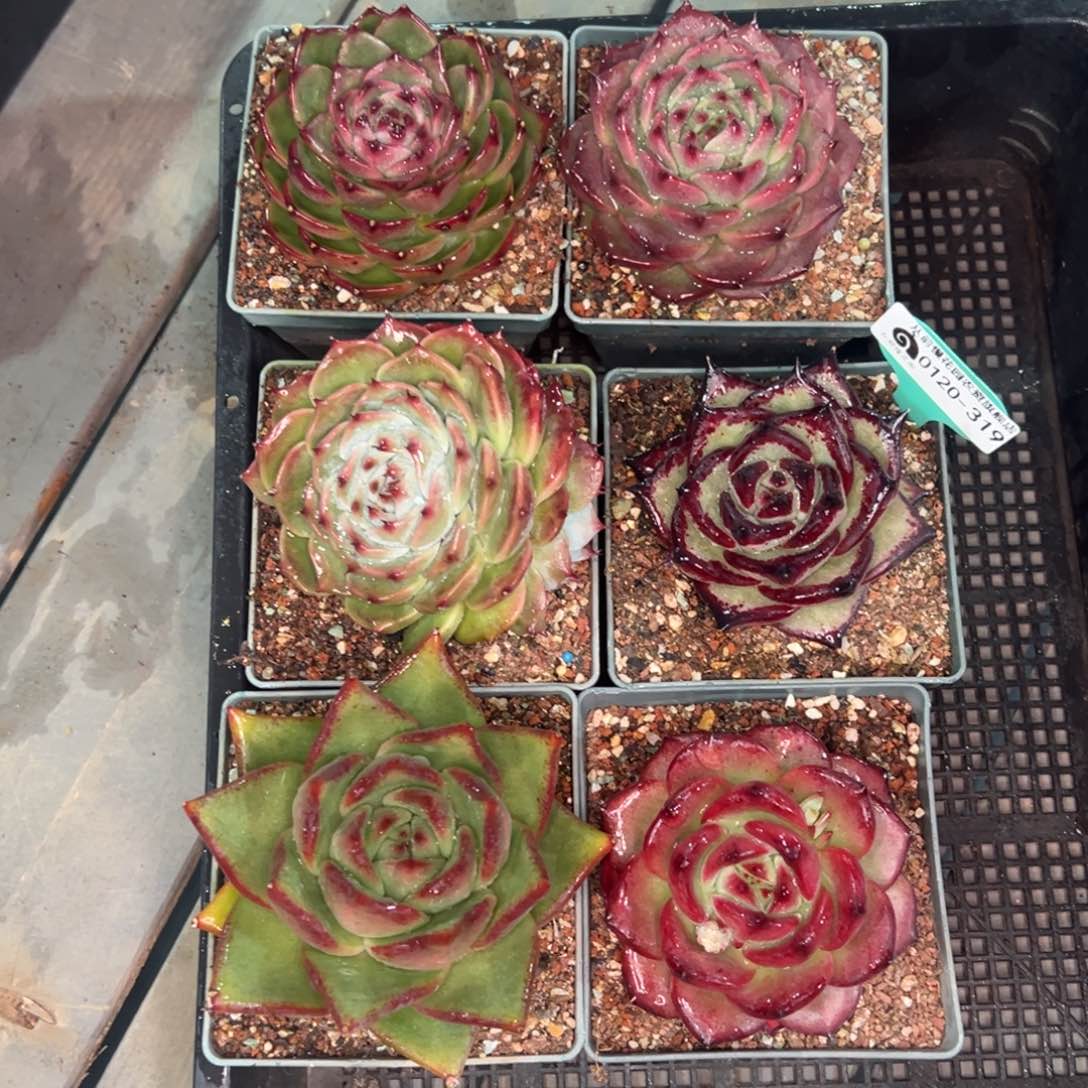 从前慢多肉精选编号0120.319