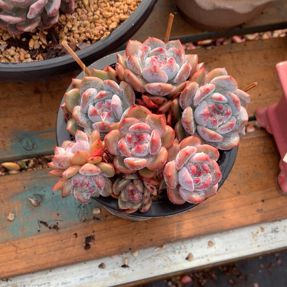 漳州石榴籽花花花