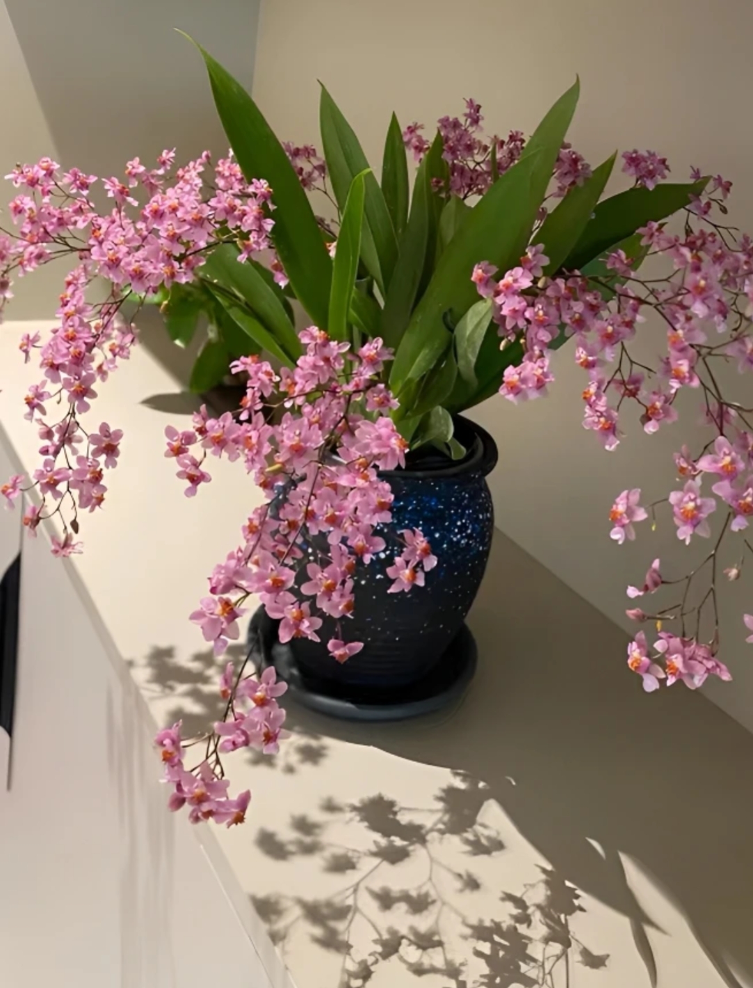 光棕粉 浓香型 粉色 奶油香网红迷你文心兰 10枝花剑以上好养耐看