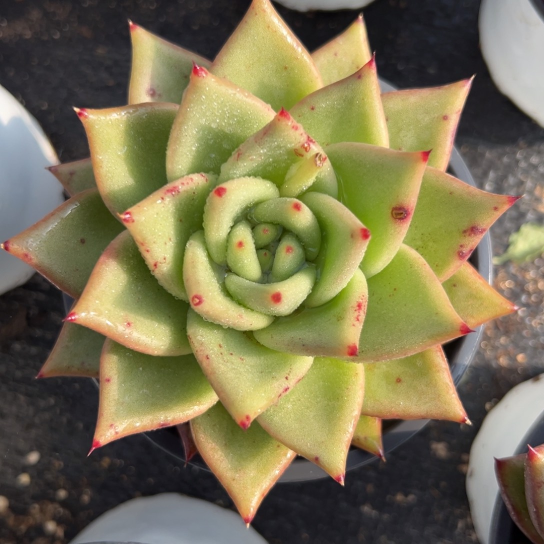 多肉植物一物一拍（18号）