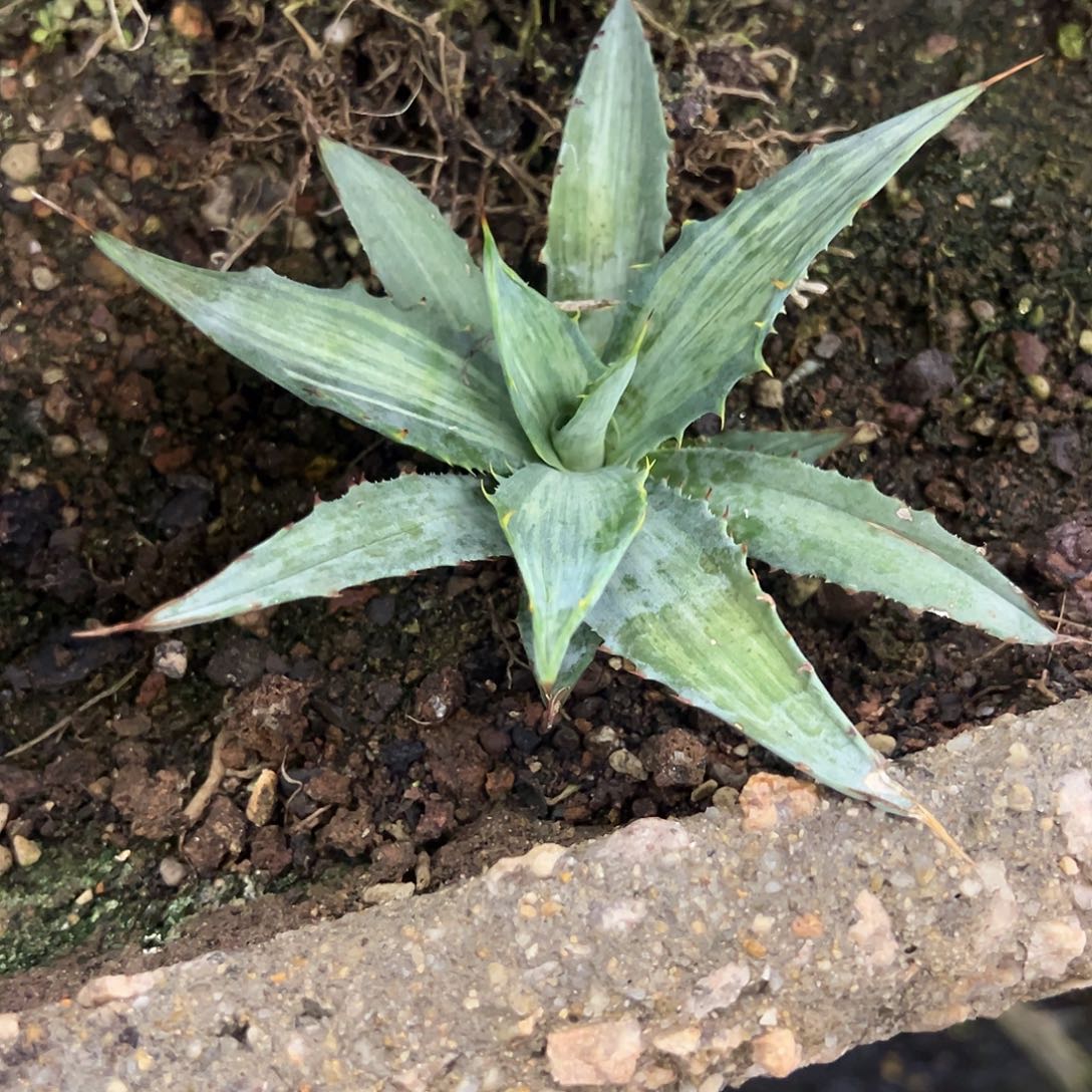 大***生血魔锦龙舌兰植物