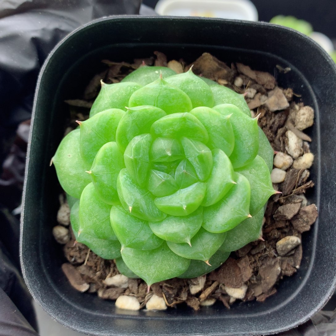 58包邮  群生不包整1