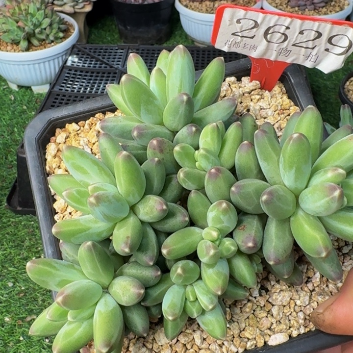 2629多肉植物一物一拍