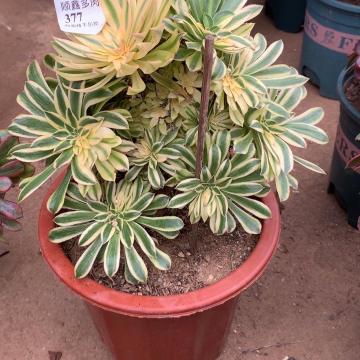 377夕颜多肉植物特价