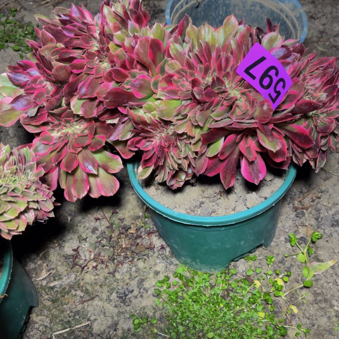 女郎法师16////【12包邮