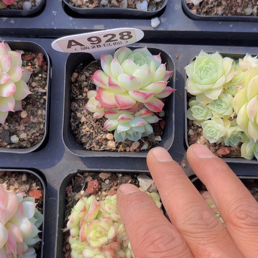 A928女王一物一拍