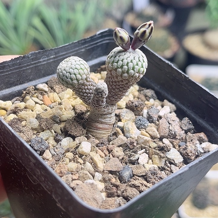 赤花精巧殿实生球