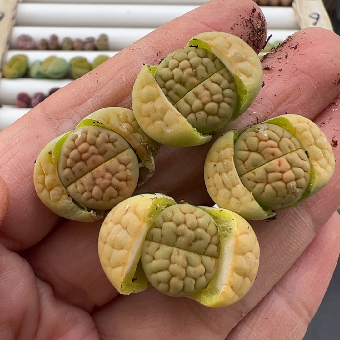 3.8好看的多肉脱土发货688