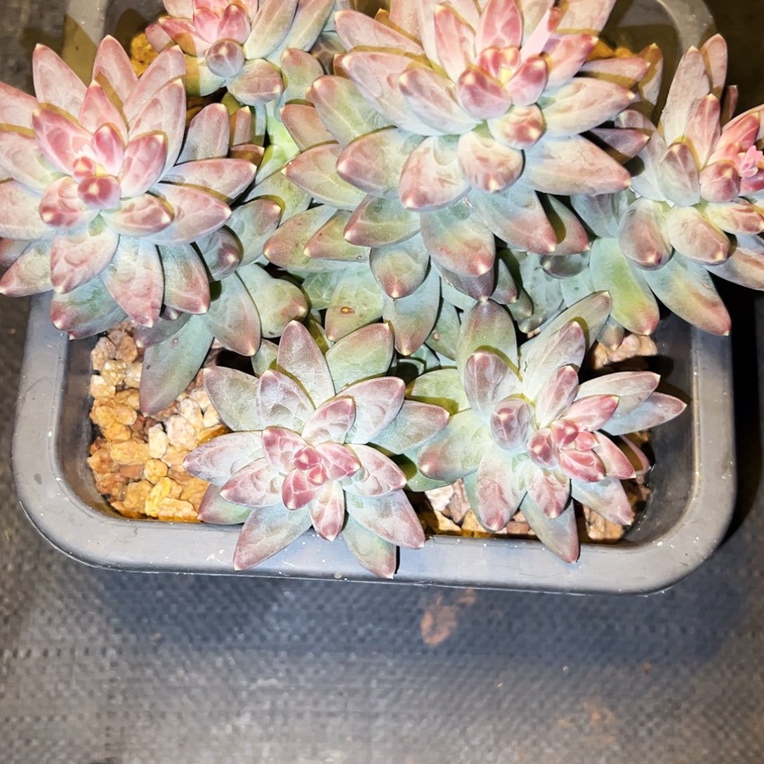 让***儿凤羽凤羽风羽凤羽