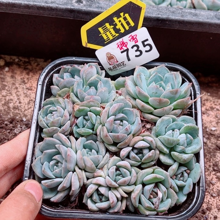 多肉植物多肉植物