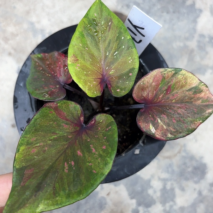 175-0208彩叶芋广东现货多肉