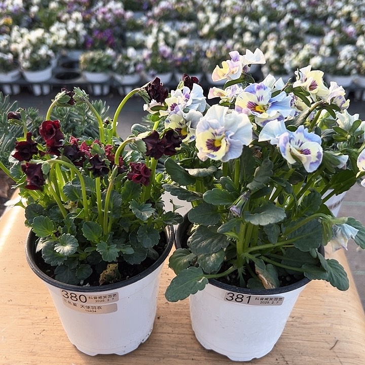 水晶抖音直播闪拍380-381