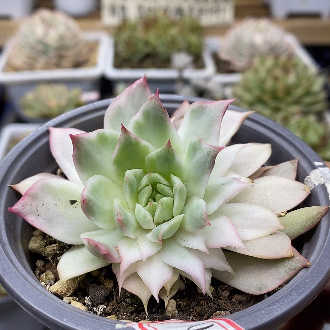 0294 宝莲灯冰边白锦 需延时发货