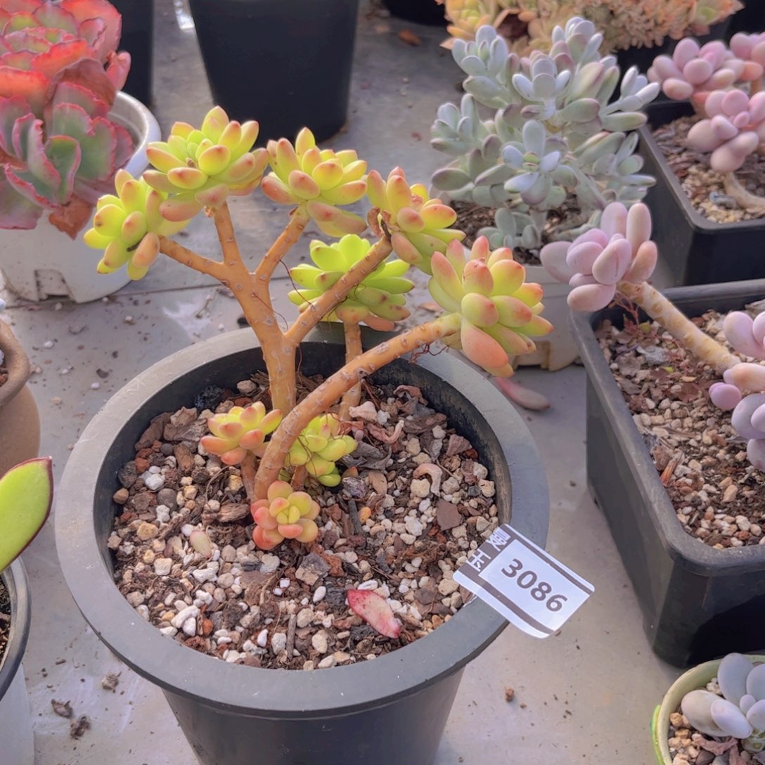 香格里拉朵朵3086