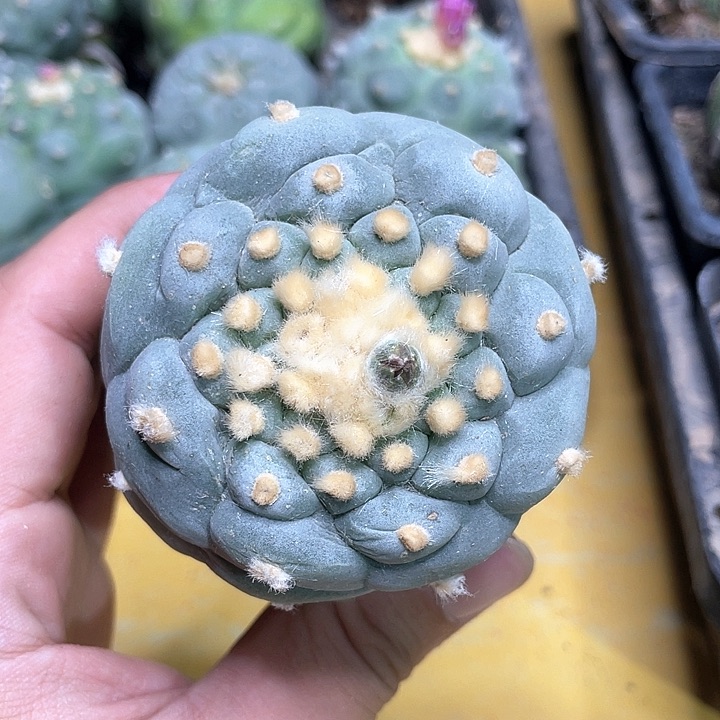 小**饵仙人球花友专拍