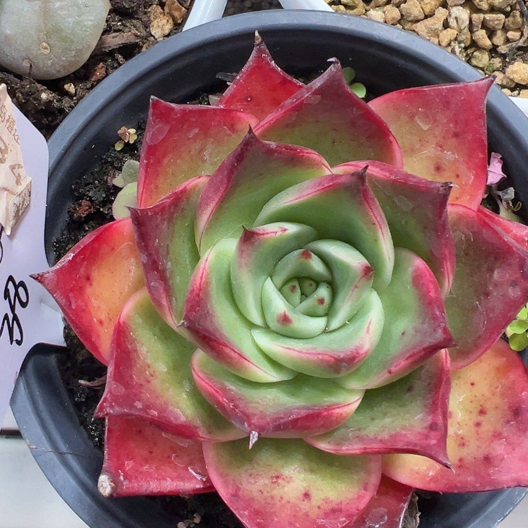 满38包邮黄乌木多肉