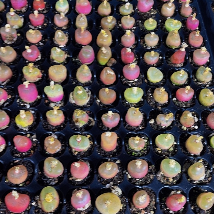 小毛汗泥1元带土发过