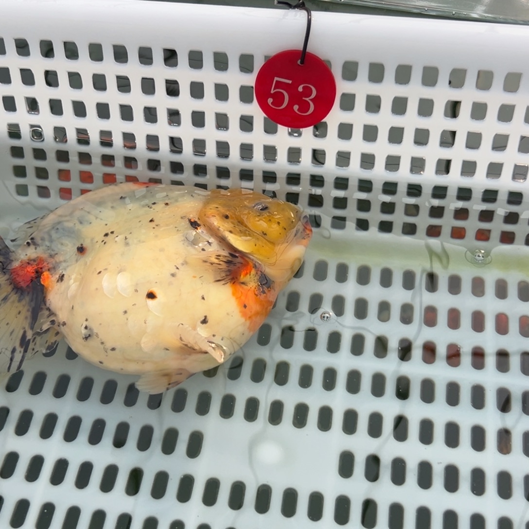 骨***柴金鱼你好吗我好想你