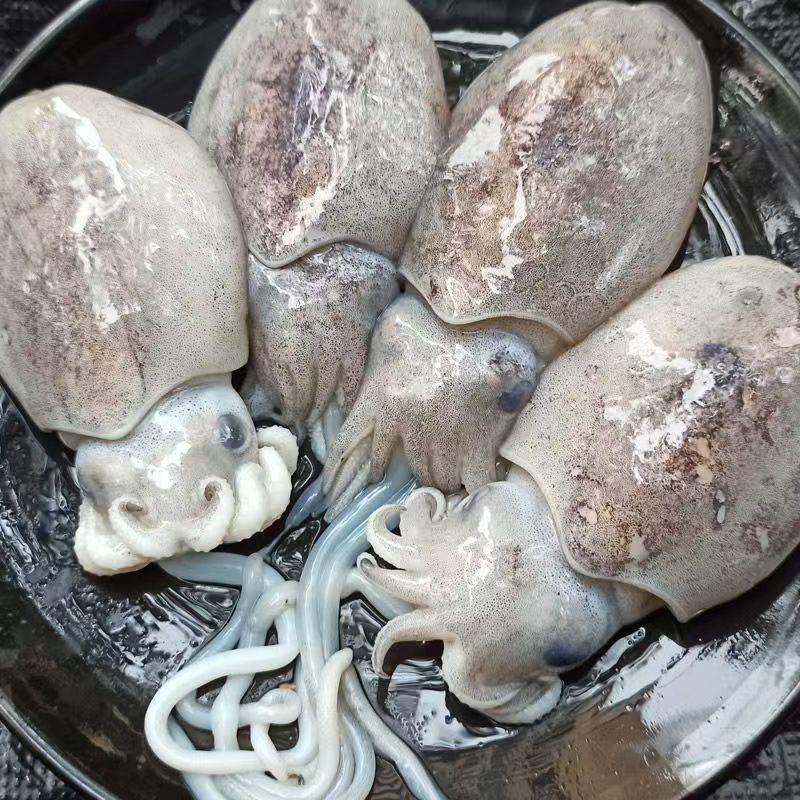 小墨鱼   福建厦门 顺丰包邮 保鲜到家