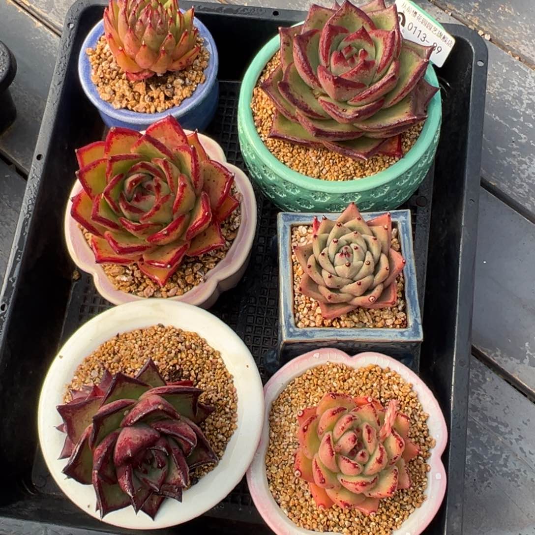 从前慢多肉精选编号0113.89