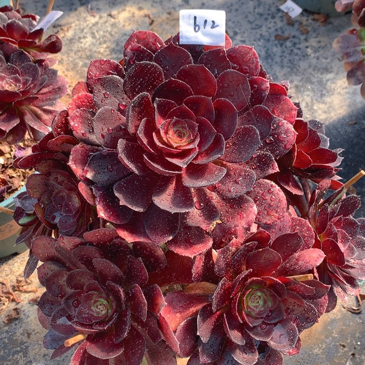 612黑骑士精品法师多肉