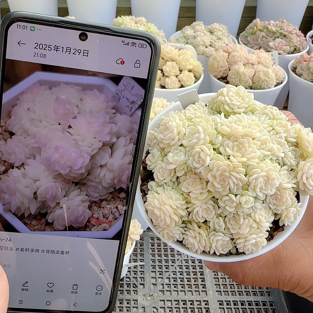 1207-55（fm-74）优选