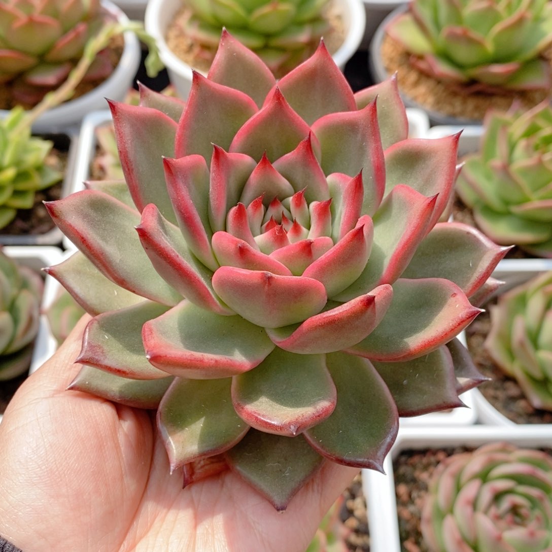 202号东云系多肉植物