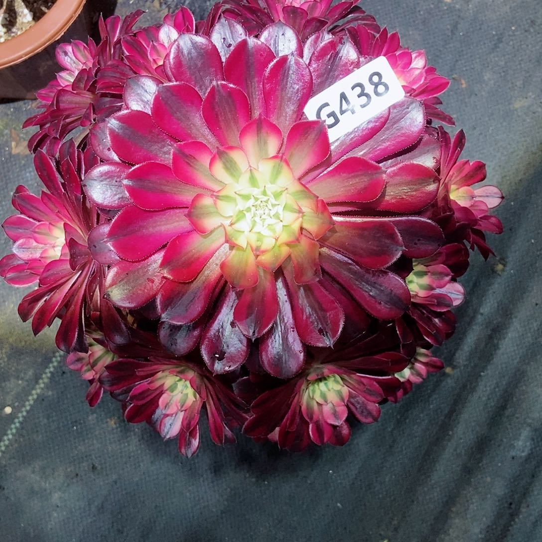 红陶c*f438黑铜白3多肉