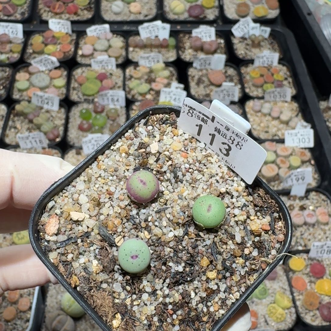 Z小黄车里去捡漏113