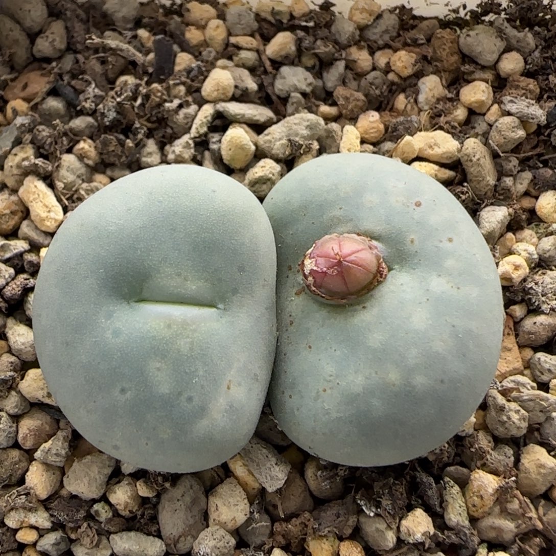 12-10-3-6当天满38包邮v杂大奶油2.2cm脱土