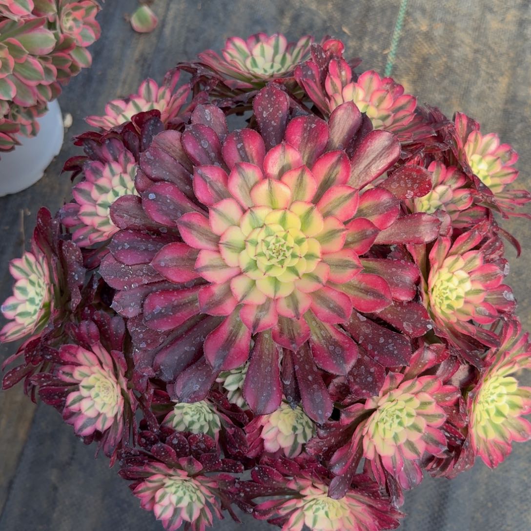 258红铜超白锦精品法师多肉